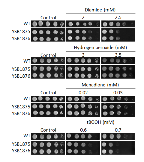 Oxidative stress phenotype