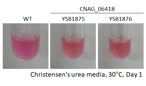 Urease phenotype