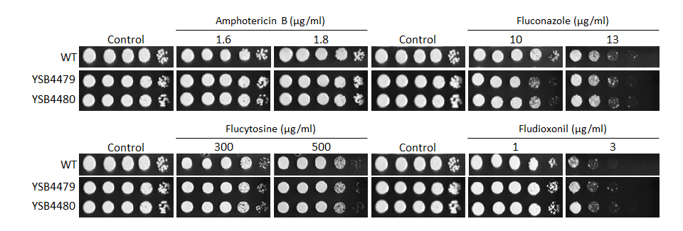 Antifungal drug susceptibility