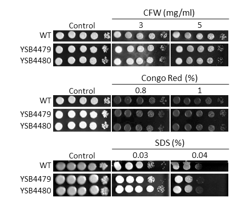 Cell wall stress phenotype