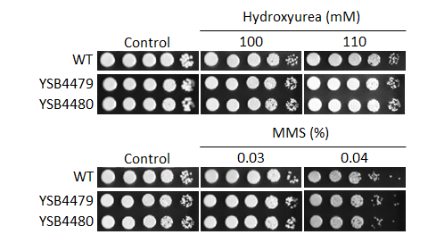 Genotoxic stress phenotype