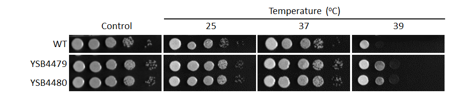 Growth phenotype