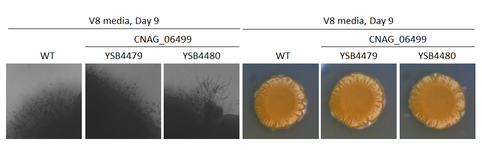 Mating phenotype