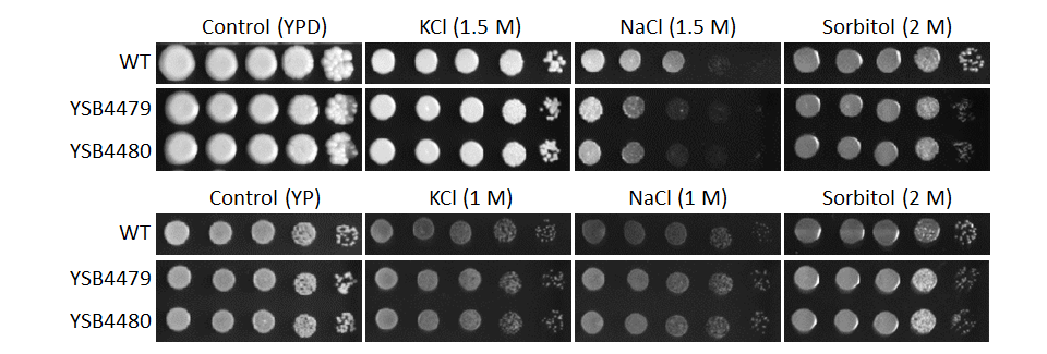 Osmotic stress phenotype