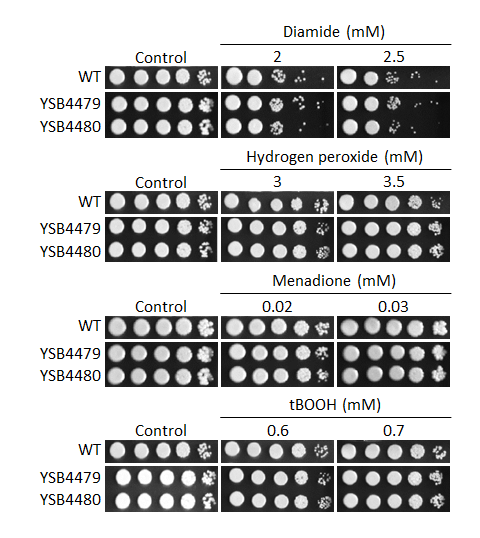 Oxidative stress phenotype