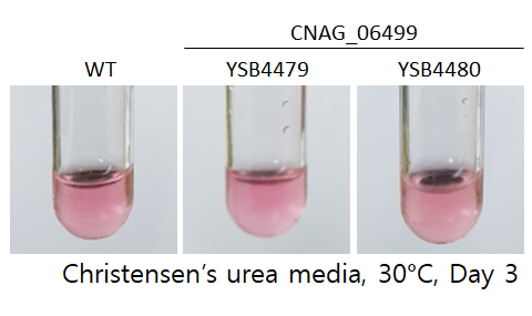 Urease phenotype