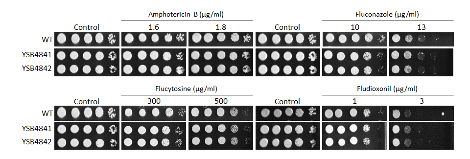 Antifungal drug susceptibility