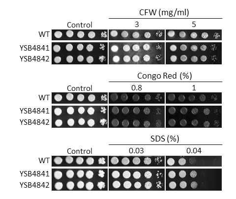 Cell wall stress phenotype