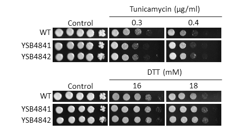 ER stress phenotype
