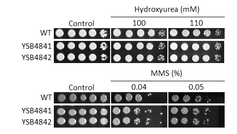 Genotoxic stress phenotype