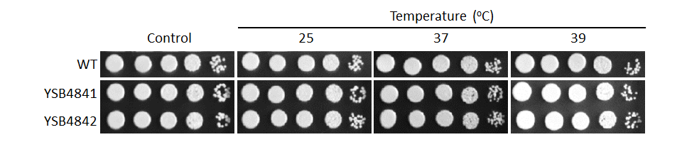 Growth phenotype