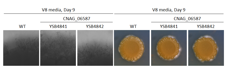 Mating phenotype