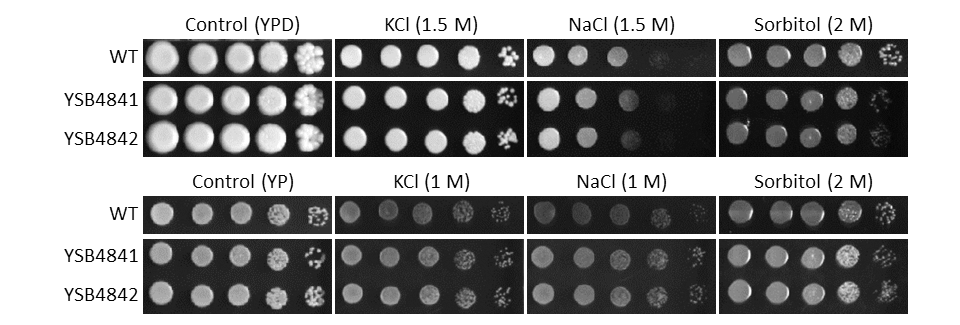 Osmotic stress phenotype