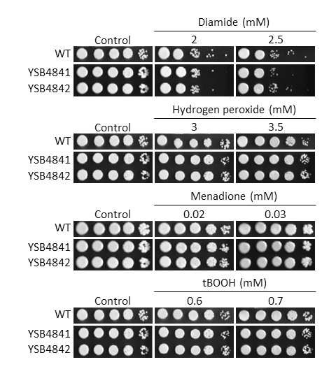 Oxidative stress phenotype