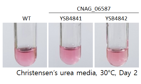Urease phenotype