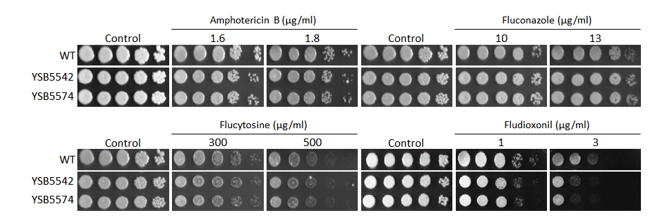 Antifungal drug susceptibility