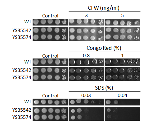 Cell wall stress phenotype