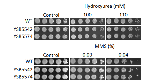 Genotoxic stress phenotype