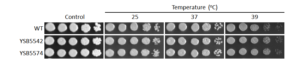 Growth phenotype