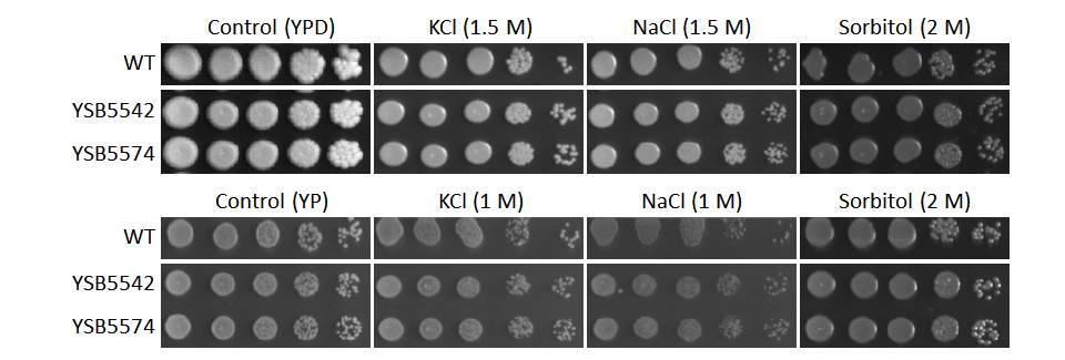 Osmotic stress phenotype