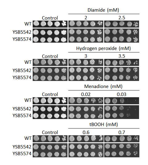 Oxidative stress phenotype