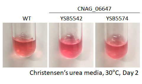 Urease phenotype