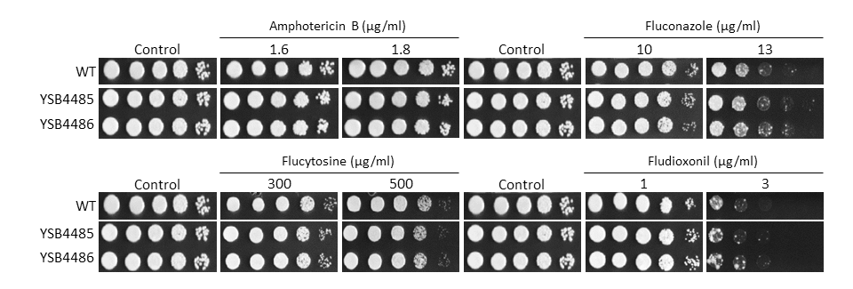Antifungal drug susceptibility