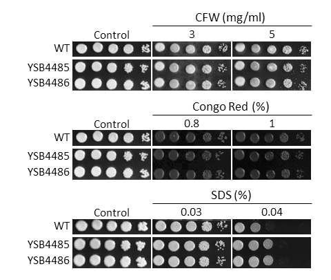 Cell wall stress phenotype