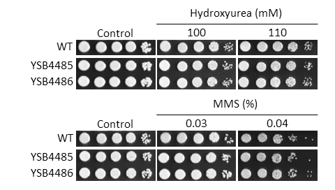 Genotoxic stress phenotype