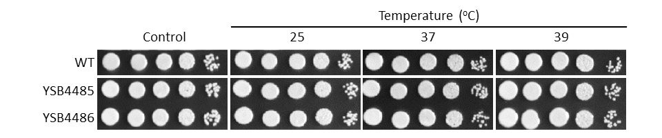 Growth phenotype