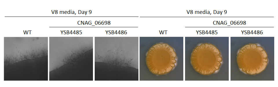 Mating phenotype