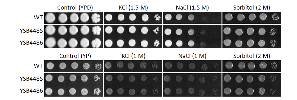 Osmotic stress phenotype