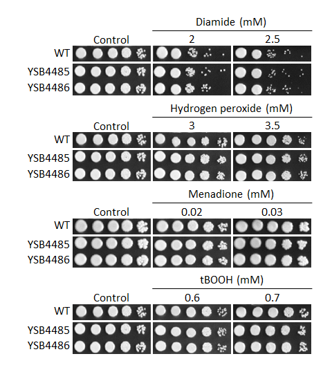 Oxidative stress phenotype