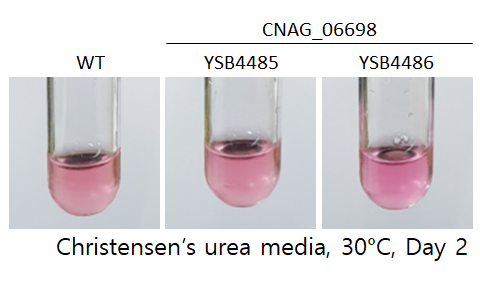 Urease phenotype