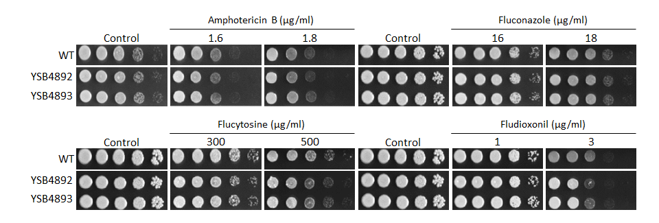 Antifungal drug susceptibility