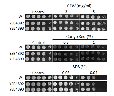 Cell wall stress phenotype