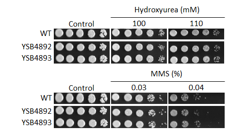 Genotoxic stress phenotype