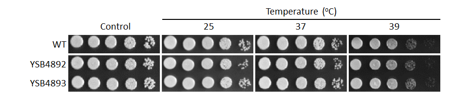 Growth phenotype