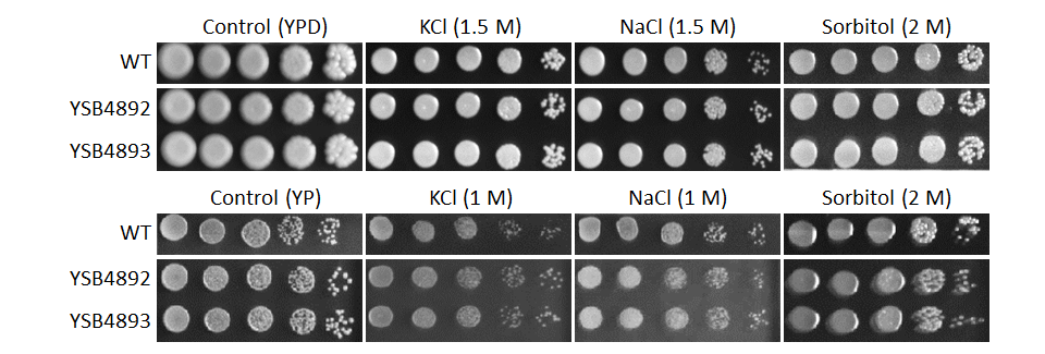 Osmotic stress phenotype