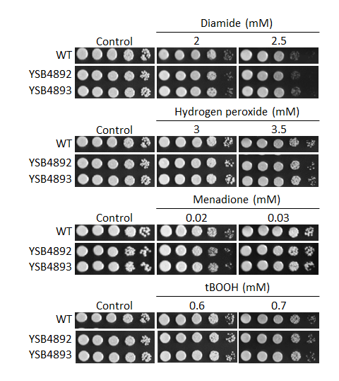 Oxidative stress phenotype