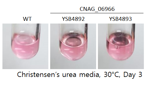 Urease phenotype