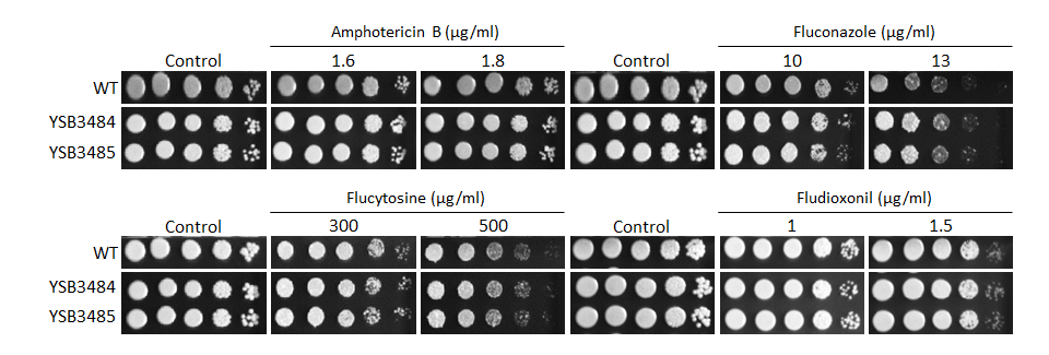 Antifungal drug susceptibility