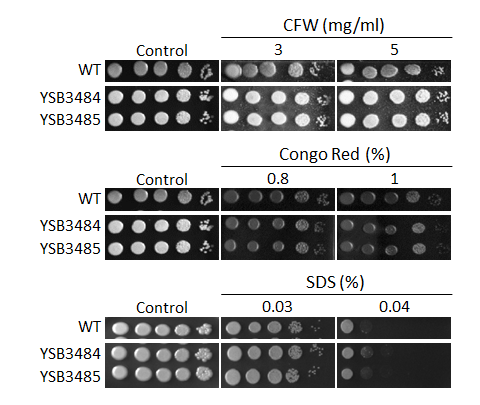 Cell wall stress phenotype