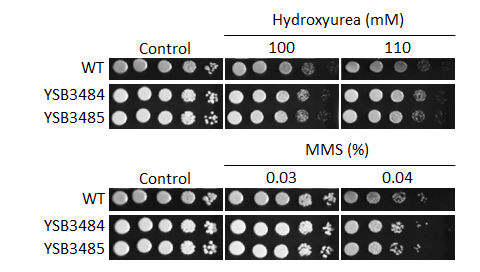 Genotoxic stress phenotype