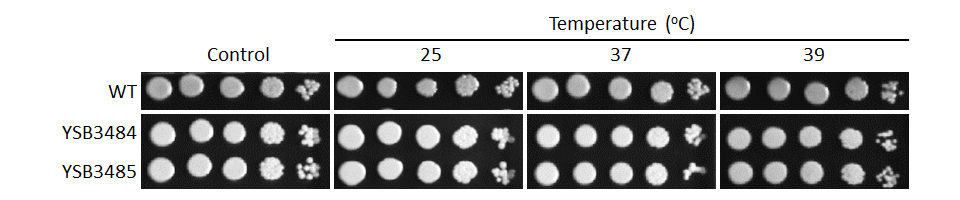 Growth phenotype