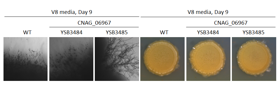Mating phenotype