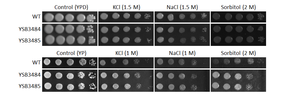 Osmotic stress phenotype