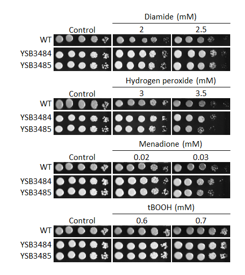 Oxidative stress phenotype
