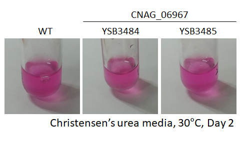 Urease phenotype