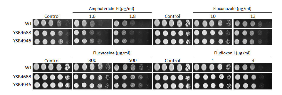 Antifungal drug susceptibility